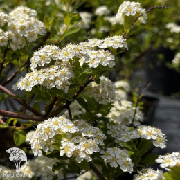 Спирея ниппонская Джун Брайд