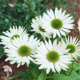 Эхинацея пурпурная Виргин