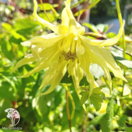 Клематис Голден Сюрпрайз