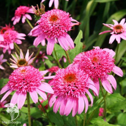 Эхинацея пурпурная Пинк Дабл Делайт