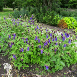 Колокольчик Сарастро