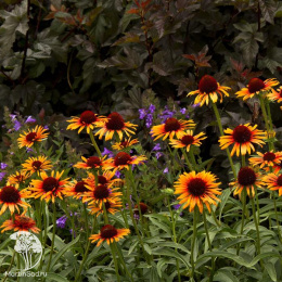 Эхинацея пурпурная Биг Кахуна