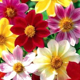 Георгины Микс смесь окрасок