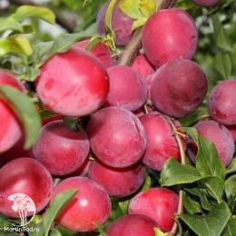 Сверхвыгодный комплект! Алыча Алёнушка + опылитель Слива Красный шар