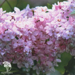 Сирень обыкновенная Богдан Хмельницкий