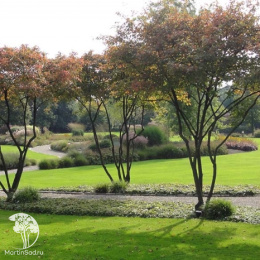 Ирга Ламарка с формой кроны "Крыша"