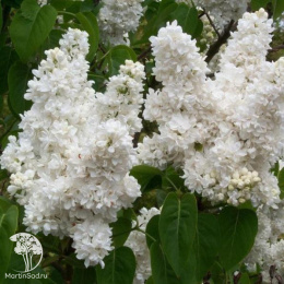 Сирень обыкновенная Мадам Лемуан