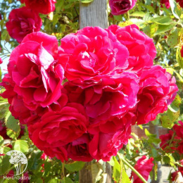 Роза плетистая Чеви Чейз