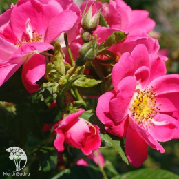 Роза канадская Уильям Баффин