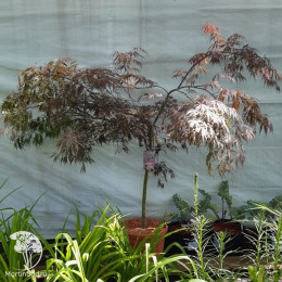 Клён веерный Тамукэяма