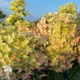 Гортензия метельчатая Металлика