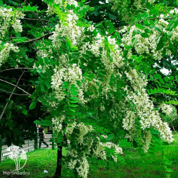 Робиния белая Фастигиата