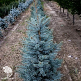 Ель колючая Шовенхорст