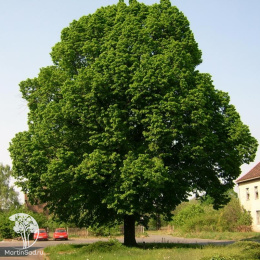 Липа крупнолистная