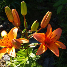 Лилия Оклахома Сити