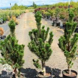 Сосна скрученная Фастигиата