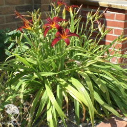 Лилейник Кримсон Пират