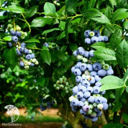 Голубика высокорослая Шантеклер