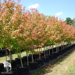 Клён ясенелистный Сенсация