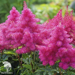 Астильба гибридная Распберри