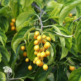 Древогубец круглолистный мужской