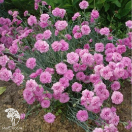 Гвоздика перистая Дабл Роуз