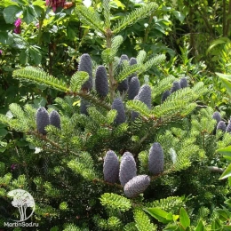 Пихта корейская Зэнек