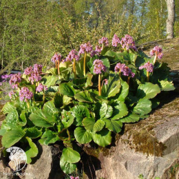 Бадан сердцелистный