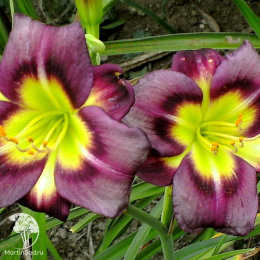 Лилейник Найт Бекон