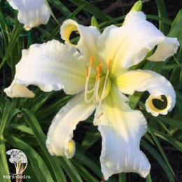 Лилейник Хевенли Энджел Айс