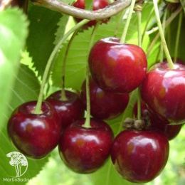 Вишня Кентская