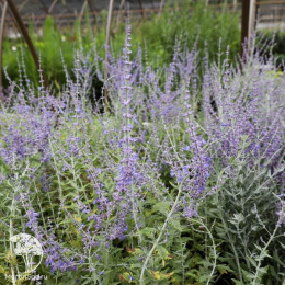 Перовския Литл Спайр