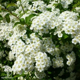 Спирея ниппонская Халвардс Сильвер