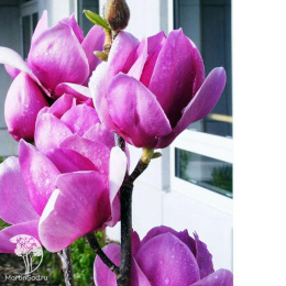 Магнолия гибридная Клеопатра