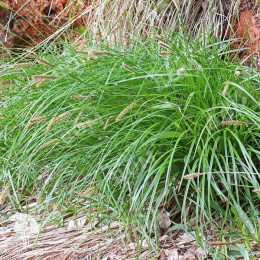 Осока гладконосая