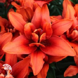 Лилия Спарго