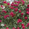 Кустовая роза Эрик Таберли Ред Эден (роза шраб) фото 3 