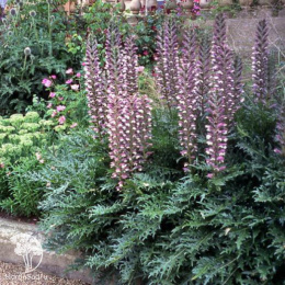 Акант венгерский Уайт Липс