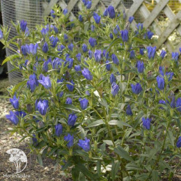 Горечавка гибридная Тру Блю