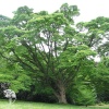 Бархат амурский (пробковое дерево) фото 2 