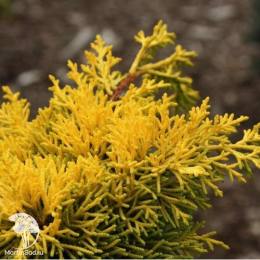 Можжевельник китайский Плюмоза Ауреа
