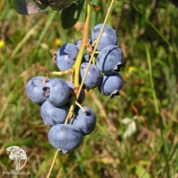 Голубика высокорослая Каз Плишка