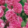Шток-роза Арина (розово-малиновая) фото 2 
