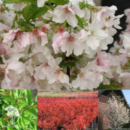 Вишня ниппонская Бриллант