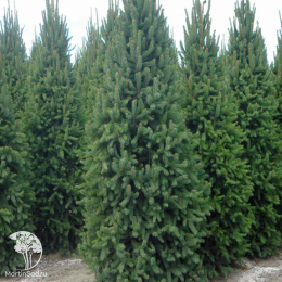 Пихта Фразера Фастигиата