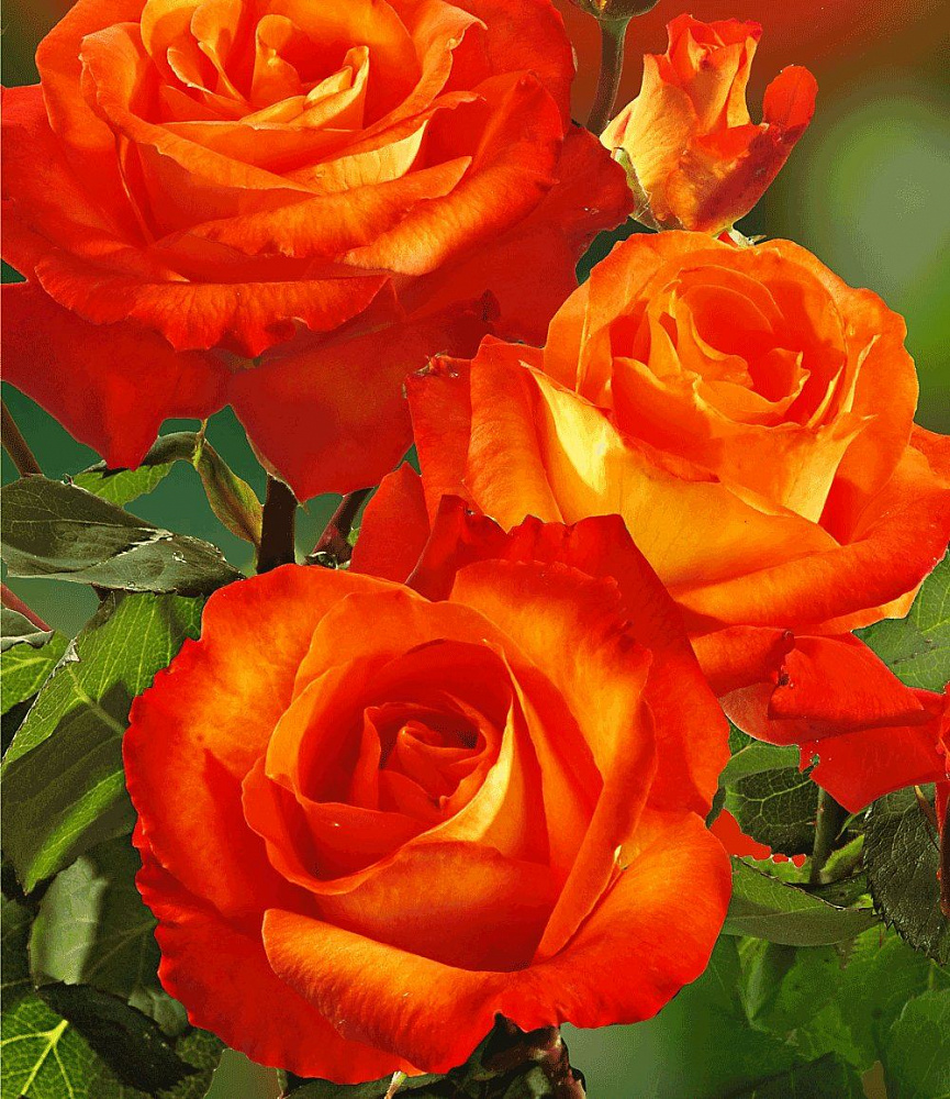 Роза оранжевая чайно-гибридная