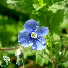 Вероника дубравная