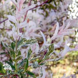 Ива цельнолистная Хакуро-Нишики