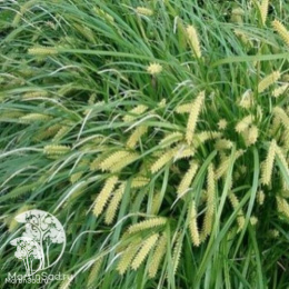 Осока ложноострая