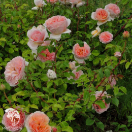 Роза английская Абрахам Дерби